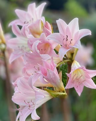 Canyon Gourmet by null