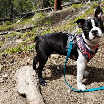 Golden Gate Canyon State Park - Somebody enjoyed her first hike! - Hiking Near Me - Golden, Colorado Golden Gate Canyon State Park - Somebody enjoyed her first hike! - Hiking Near Me - Golden, Colorado