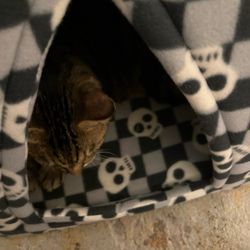 Grocery Outlet - My cat loves this