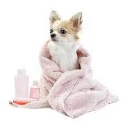 Pampered Paws Private In Home Grooming