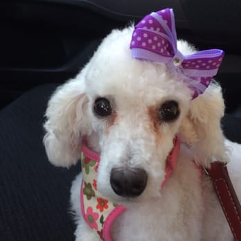 PetSmart - If she looks a bit sad, she is. She is just a sweet super timid, very timid poodle. Comes across sad but really isn't. - Pet Groomers Near Me - Fort Worth, Texas