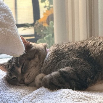 Madison Cat Project - All snuggled up and dreaming of more treats - Animal Shelters Near Me - Madison, Wisconsin Madison Cat Project - All snuggled up and dreaming of more treats - Animal Shelters Near Me - Madison, Wisconsin