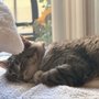 Photo of Madison Cat Project