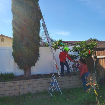 AC Tree Service - Beginning the rescue - Tree Services Near Me - Rialto, California