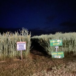 Peanut Patch and Cornmaze - Corn maze