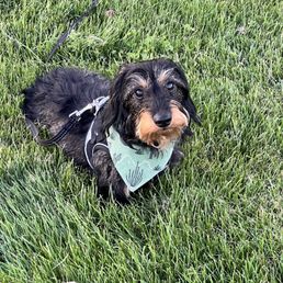 My puppy wearing the bandana My puppy wearing the bandana