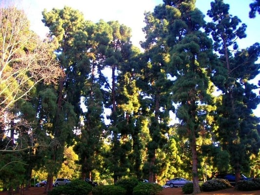 Presidio Park by null