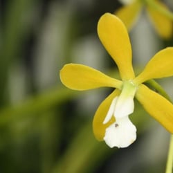 Schwerter Orchideenzucht