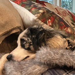 Willow Aussie Willow Aussie