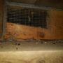 Photo of Rodent Exclusion Pro