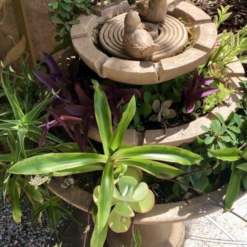 Florida Botanical Gardens - Love this succulent idea. - Botanical Gardens Near Me - Largo, Florida