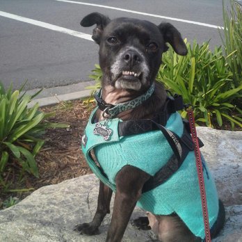 Claremont Village - Olive loves walking The Village! - Shopping Centers Near Me - Claremont, California Claremont Village - Olive loves walking The Village! - Shopping Centers Near Me - Claremont, California