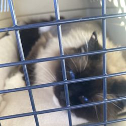 Potter League For Animals - This was her in my carrier on the way home! Sweetest little face with stunning blue eyes!! I ny am in love with this kitty!