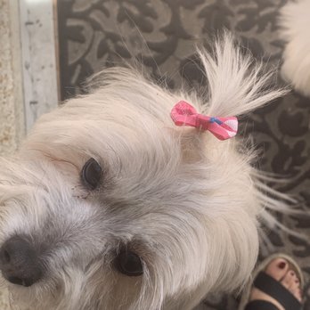 LILO'S Mobile Pet Spa - Look at her bow  #SoCute - Pet Groomers Near Me