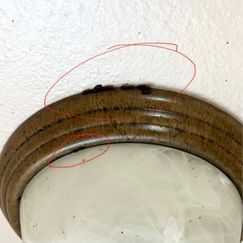 Commercial Northwest Property Management - Bugs - Property Management Near Me - Boise, Idaho