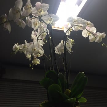 Orchid 2 Orchid - Amazing - Florists Near Me - Los Angeles, California Orchid 2 Orchid - Amazing - Florists Near Me - Los Angeles, California