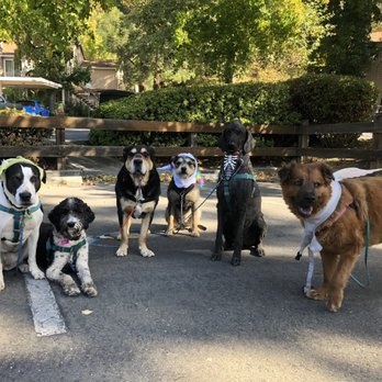 Pawsitopia - Howl-o-ween take 2 - Pet Sitting Near Me - Truckee, California Pawsitopia - Howl-o-ween take 2 - Pet Sitting Near Me - Truckee, California