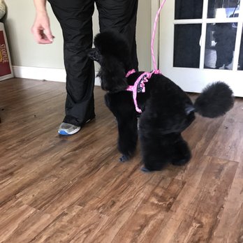 Wagmore Pet Grooming - Pet Groomers Near Me - Altamonte Springs, Florida Wagmore Pet Grooming - Pet Groomers Near Me - Altamonte Springs, Florida