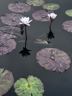 Olbrich Botanical Gardens by null