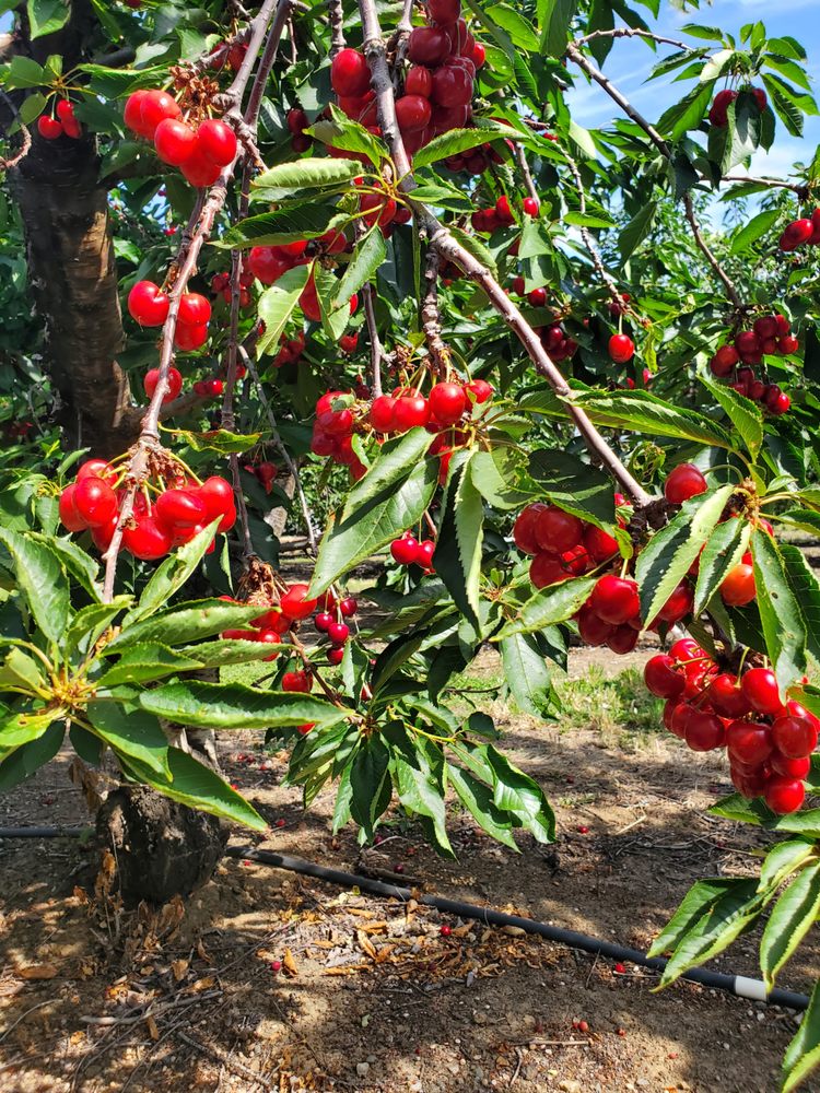 FREITAS CHERRY RANCH Updated May 2024 39 Photos & 47 Reviews 555