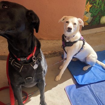 Café Castro - Happy pups - New Mexican Cuisine Near Me - Santa Fe, New Mexico Café Castro - Happy pups - New Mexican Cuisine Near Me - Santa Fe, New Mexico