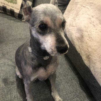 Pooch Palace - Her skin is showing through her hair - Pet Boarding Near Me - Northfield Center, Ohio