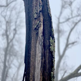 Woodstock Tower - Tree - Local Flavor Near Me - Fort Valley, Virginia Woodstock Tower - Tree - Local Flavor Near Me - Fort Valley, Virginia