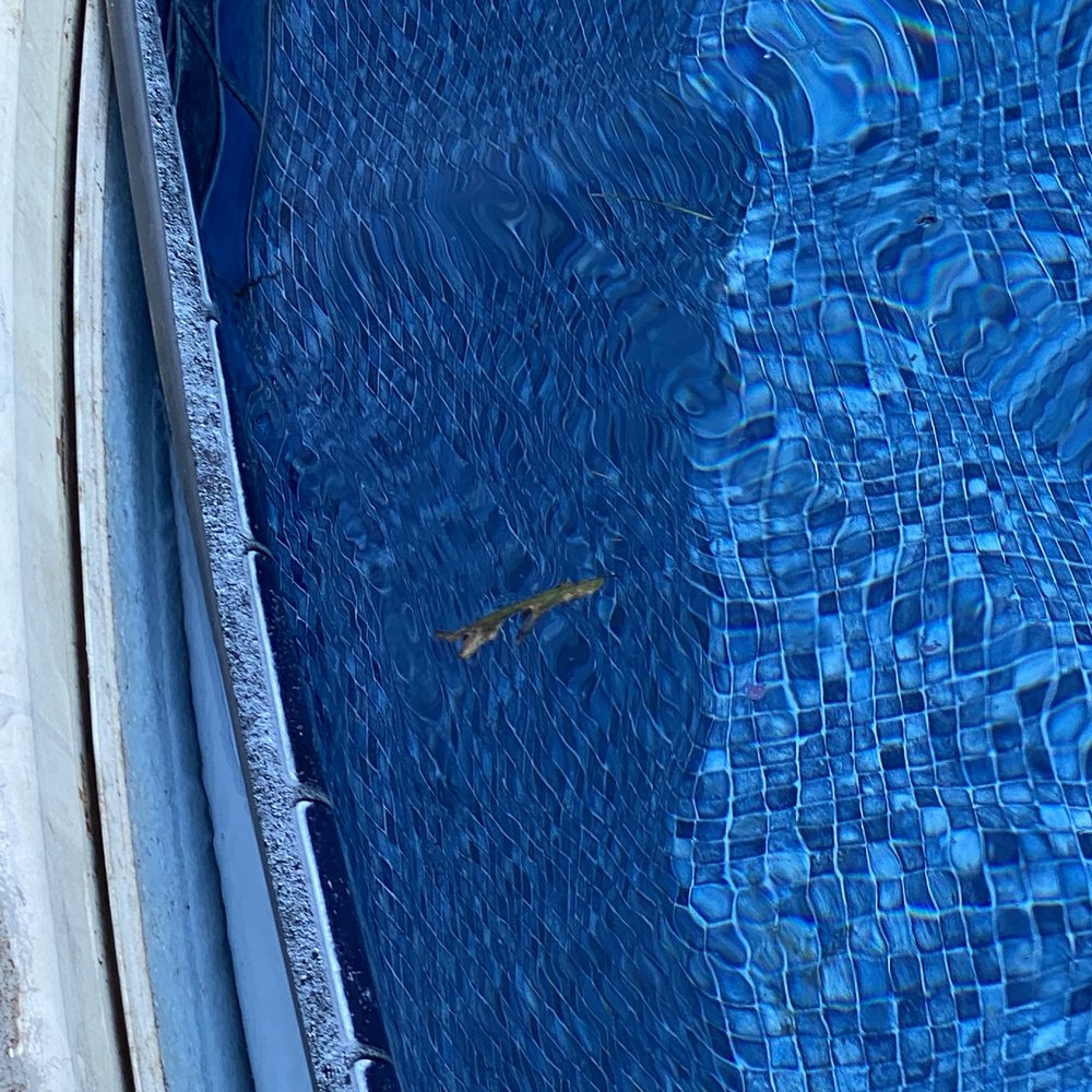 Fox Pool Service - Issue with the liner installation that we needed the company to come fix. - Pool & Hot Tub Service Near Me Fox Pool Service - Issue with the liner installation that we needed the company to come fix. - Pool & Hot Tub Service Near Me
