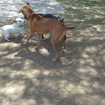 Shawnee Park - Dog Parks Near Me - Chandler, Arizona Shawnee Park - Dog Parks Near Me - Chandler, Arizona