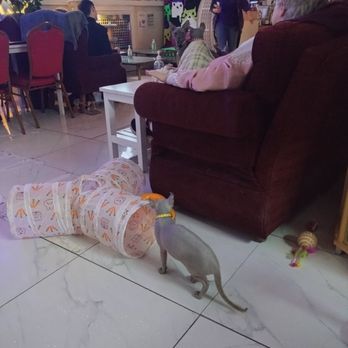 Purple Cat Cafe - Cafes Near Me - Glasgow, GLG