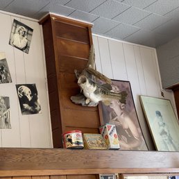 a cat on a shelf