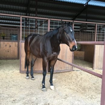 Dan Keen Horsemanship - Horseback Riding Near Me - Spicewood, Texas