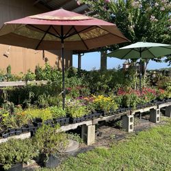 B’z Happy Plants