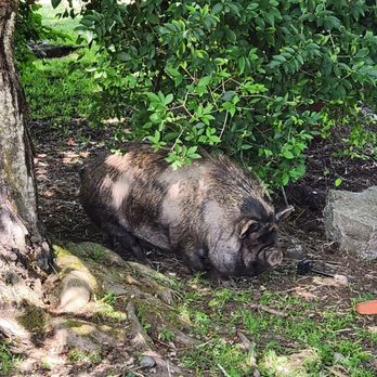 Bode Farms Rescue & Sanctuary - Peggy the Pig - Campgrounds Near Me - Ferndale , Washington Bode Farms Rescue & Sanctuary - Peggy the Pig - Campgrounds Near Me - Ferndale , Washington