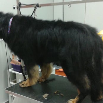Okotoks Veterinary Clinic - We provide professional grooming for all breeds of dogs and cats - Pet Groomers Near Me - Okotoks, Alberta Okotoks Veterinary Clinic - We provide professional grooming for all breeds of dogs and cats - Pet Groomers Near Me - Okotoks, Alberta