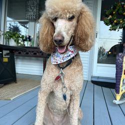 The Pet Spa - This is my dog Chanel that got groomed today