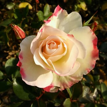 Rosedal - Parks Near Me - Buenos Aires, C