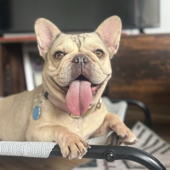 Bark Busters Santa Clara County West - Mango in her place training! - Pet Training Near Me Bark Busters Santa Clara County West - Mango in her place training! - Pet Training Near Me