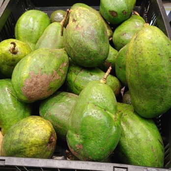 KURMALIFE - Giant avocados - Health Retreats Near Me KURMALIFE - Giant avocados - Health Retreats Near Me