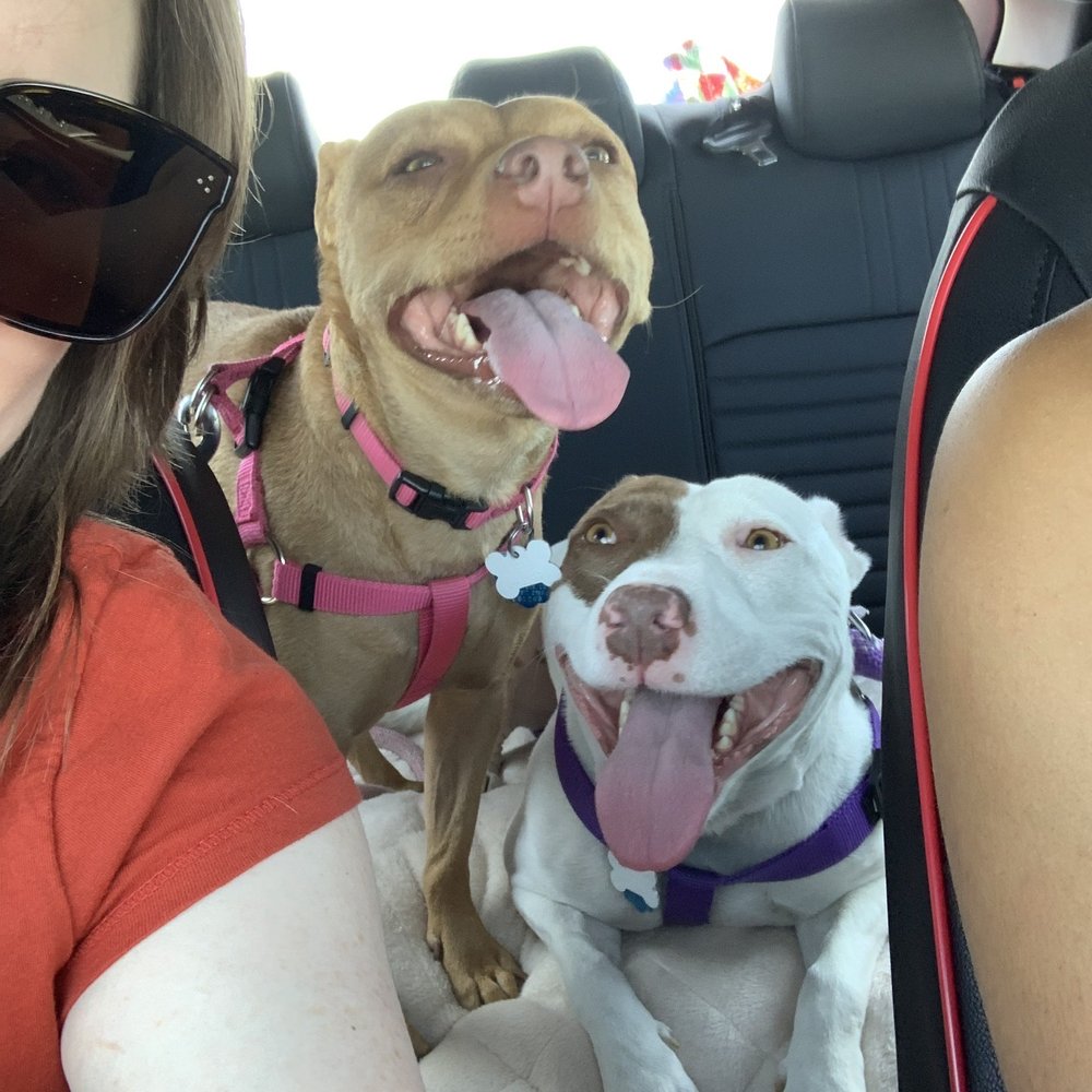 Bayfront Inn - Doggy daughters! - Hotels Near Me - Morro Bay, California Bayfront Inn - Doggy daughters! - Hotels Near Me - Morro Bay, California