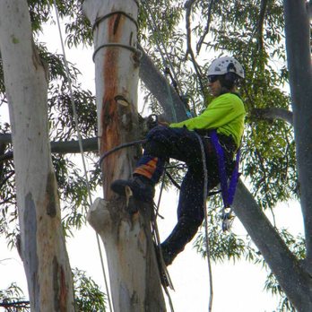 Smiley Tree Services - Tree Service - Tree Services Near Me - Fayetteville, Georgia Smiley Tree Services - Tree Service - Tree Services Near Me - Fayetteville, Georgia