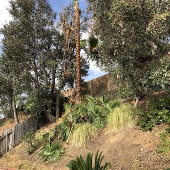 AMDM Tree Service - They work quick - Landscaping Near Me - Anaheim, California AMDM Tree Service - They work quick - Landscaping Near Me - Anaheim, California