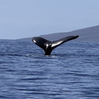 Hawaii Ocean Rafting - Whale tail - Whale Watching Tours Near Me - Lahaina, Hawaii