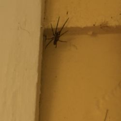 The Cottle House Bed & Breakfast - Spiders