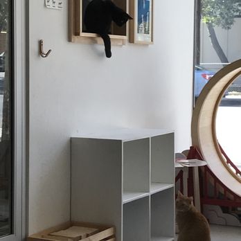 KitTea - Pet Adoption Near Me - San Francisco, California