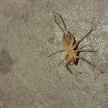 Provisions Pest Control - WInd Scorpion AKA Sun Spiders aren't as aggressive as scorpions but when aggravated, they will attack. - Pest Control Near Me - Henderson, Nevada Provisions Pest Control - WInd Scorpion AKA Sun Spiders aren't as aggressive as scorpions but when aggravated, they will attack. - Pest Control Near Me - Henderson, Nevada