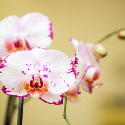 Golden Leaf Acupuncture