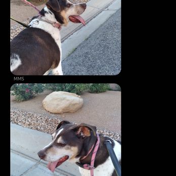 Wag Resort - Pet Sitting Near Me - Grand Junction, Colorado