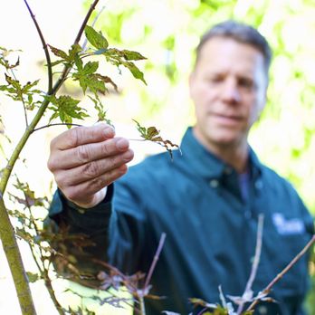Bartlett Tree Experts - Tree Services Near Me - Olney, Maryland