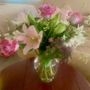Primavera Plants & Flowers